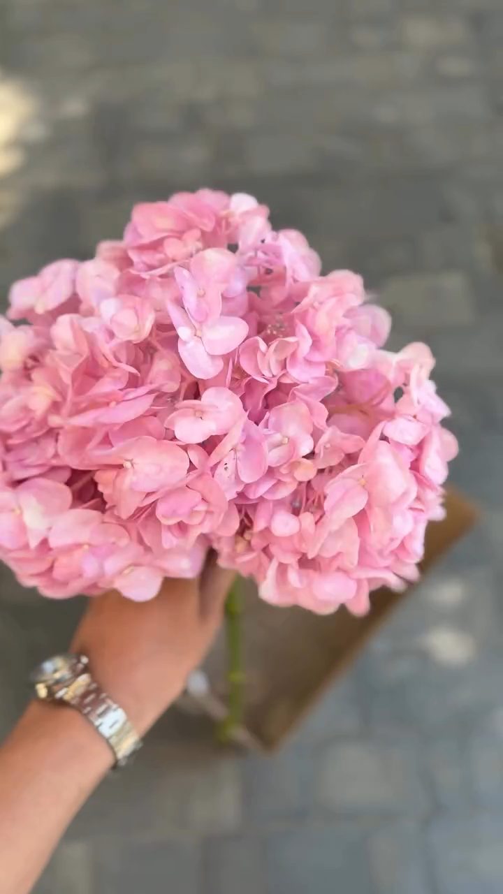 İvy Flowers Baku