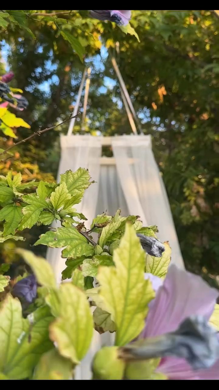 Zərif Decor